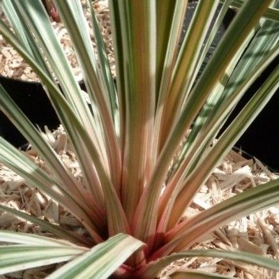 Cordyline Pink Champagne  - Leaderplant