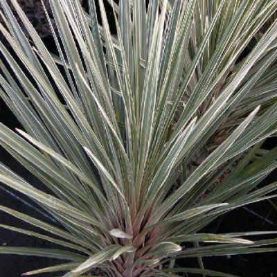 Cordyline Pink Champagne  - Leaderplant