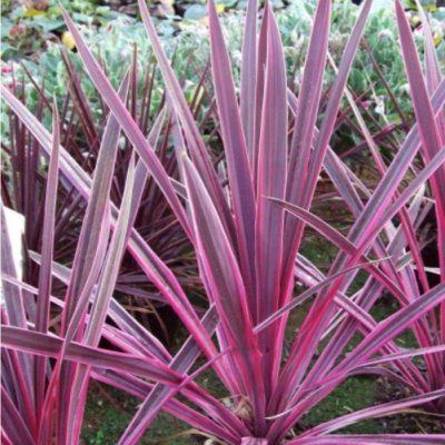 Cordyline Pink Passion - Leaderplant