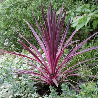 Cordyline Pink Passion - Leaderplant