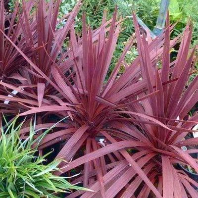 Cordyline pourpre Red Star - Leaderplant