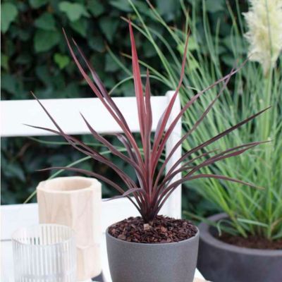 Cordyline Red Star ® en mini-motte  - Leaderplant