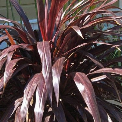 Cordyline Renegade ® - Leaderplant