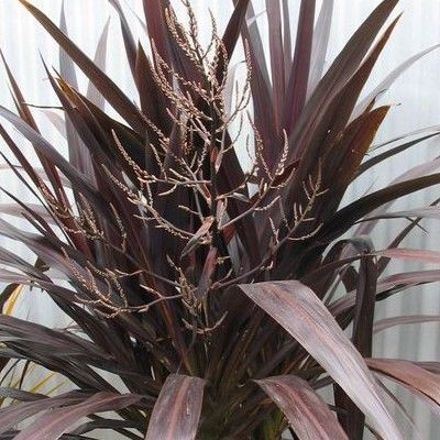 Cordyline Renegade ® - Leaderplant
