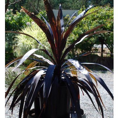 Cordyline Renegade ® - Leaderplant