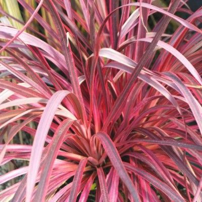 Cordyline Salsa - Leaderplant