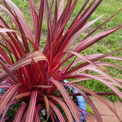 Cordyline Salsa - Leaderplant