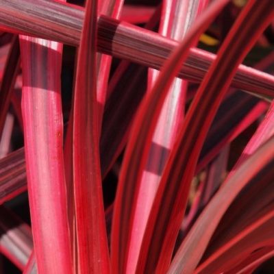 Cordyline Salsa - Leaderplant