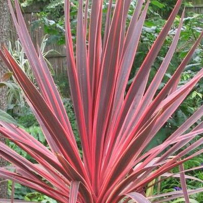 Cordyline Pink Fire - Leaderplant