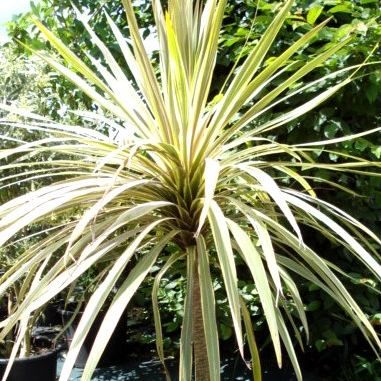 Cordyline Torbay Dazler - Leaderplant