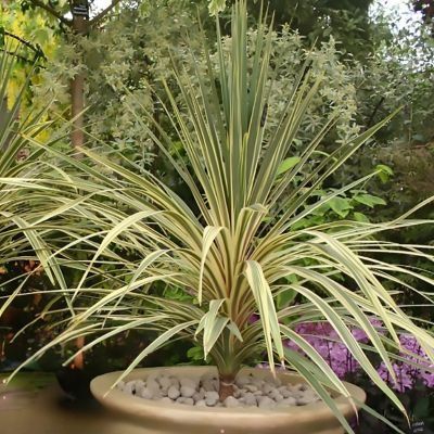 Cordyline Torbay Dazzler en mini-motte - Leaderplant