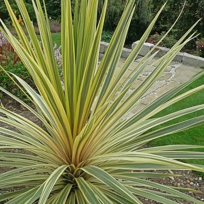 Cordyline Torbay Dazler - Leaderplant