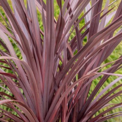 Cordyline Red Zumba ® - Leaderplant