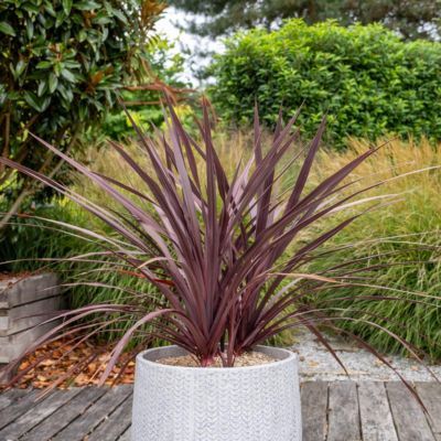 Cordyline Red Zumba ® - Leaderplant