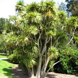 Cordyline - Leaderplant