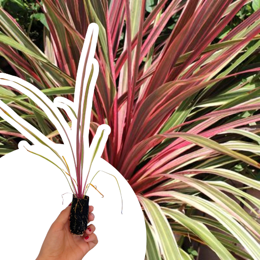 Cordyline Can Can ® en mini-motte - Leaderplant