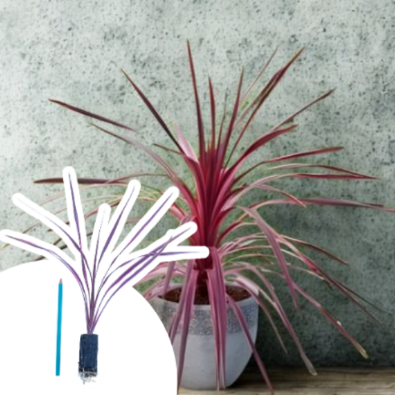 Cordyline Cherry Sensation en mini-motte - Leaderplant