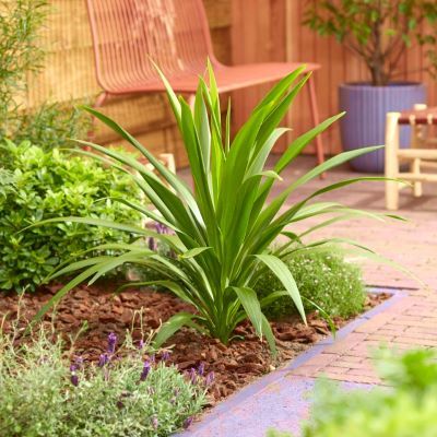 Cordyline Emerald Star ®  - Leaderplant