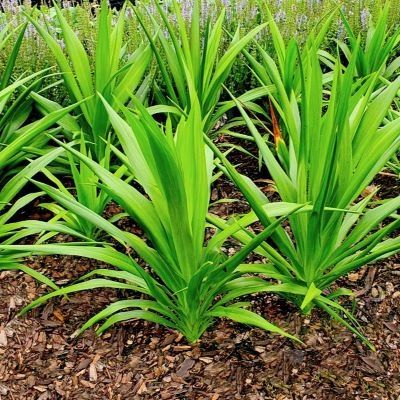 Cordyline Emerald Star ®  - Leaderplant