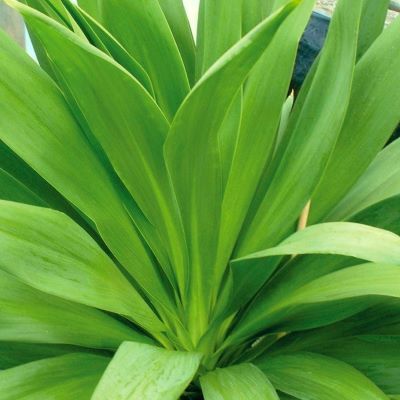 Cordyline Emerald Star ®  - Leaderplant