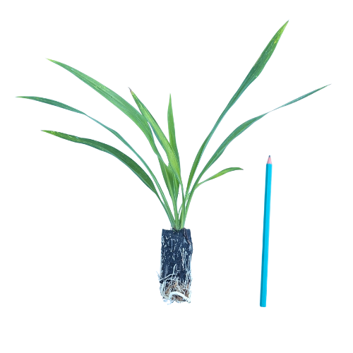 Cordyline Emerald Star ® en mini-motte  - Leaderplant