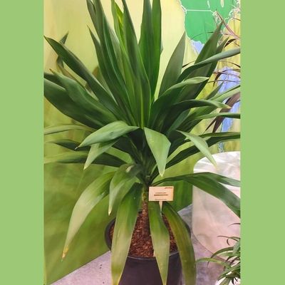 Cordyline Emerald Star ®  - Leaderplant