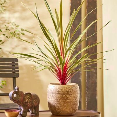 CORDYLINE Magic Star ® - Leaderplant