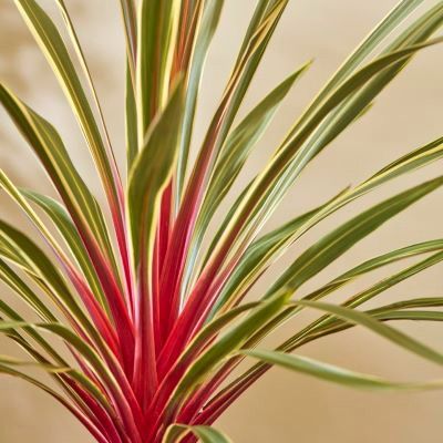 CORDYLINE Magic Star ® - Leaderplant