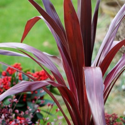 Cordyline pourpre Super Star ® - Leaderplant