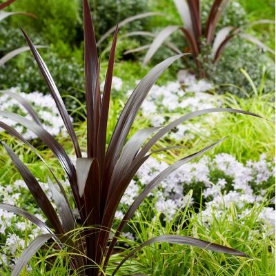 Cordyline pourpre Super Star ® - Leaderplant