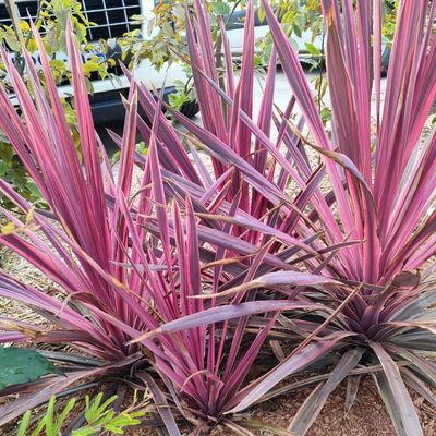 Cordyline Paso Doble - Leaderplant