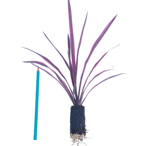 Cordyline Paso Doble en mini-motte - Leaderplant