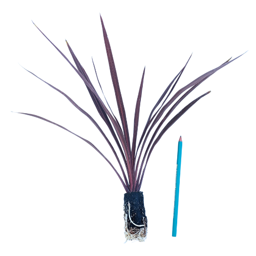 Cordyline Red Star ® en mini-motte  - Leaderplant