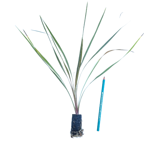 Cordyline Torbay Dazzler en mini-motte - Leaderplant