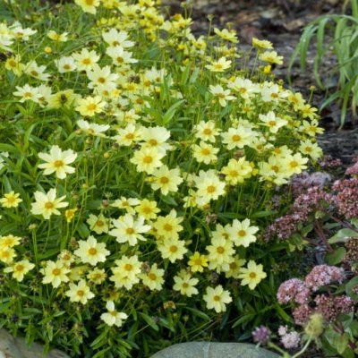 Coreopsis Full Moon - Leaderplant
