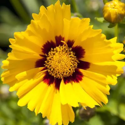 Coreopsis à grandes fleurs Sonnenkind - Leaderplant