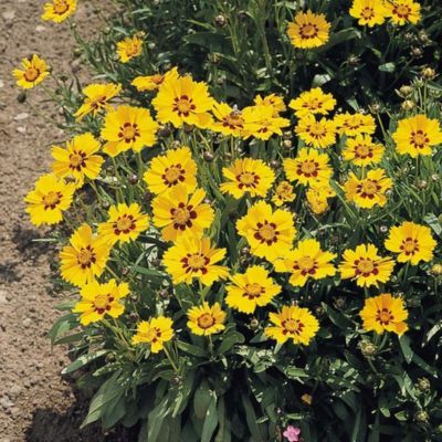 Coreopsis à grandes fleurs Sonnenkind - Leaderplant