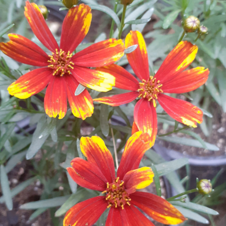 Coreopsis Lady Bird ®   - Leaderplant
