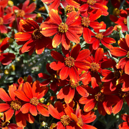 Coreopsis Lady Bird ®   - Leaderplant