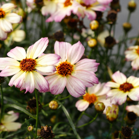 Coreopsis Nova Jewel ®   - Leaderplant