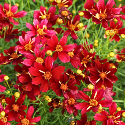 Coreopsis red satin - Leaderplant