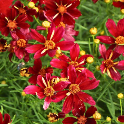 Coreopsis red satin - Leaderplant