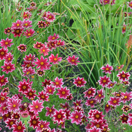 Coreopsis Ruby Frost ®   - Leaderplant