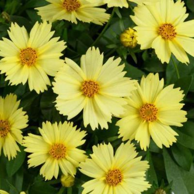 Coreopsis Solanna ® Glow - Leaderplant
