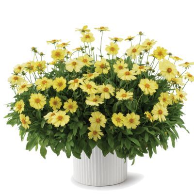 Coreopsis Solanna ® Glow - Leaderplant