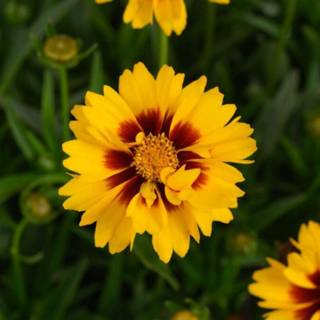 Coreopsis Sunset Bright ®   - Leaderplant