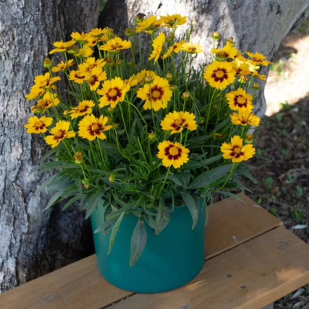 Coreopsis Sunset Bright ®   - Leaderplant