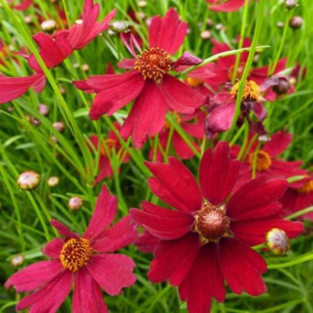 Coreopsis Red Ruby - Leaderplant