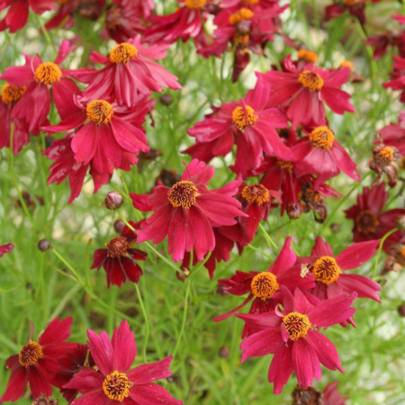 Coreopsis Red Ruby - Leaderplant