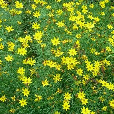 Coreopsis à feuilles en aiguilles Zagreb - Leaderplant